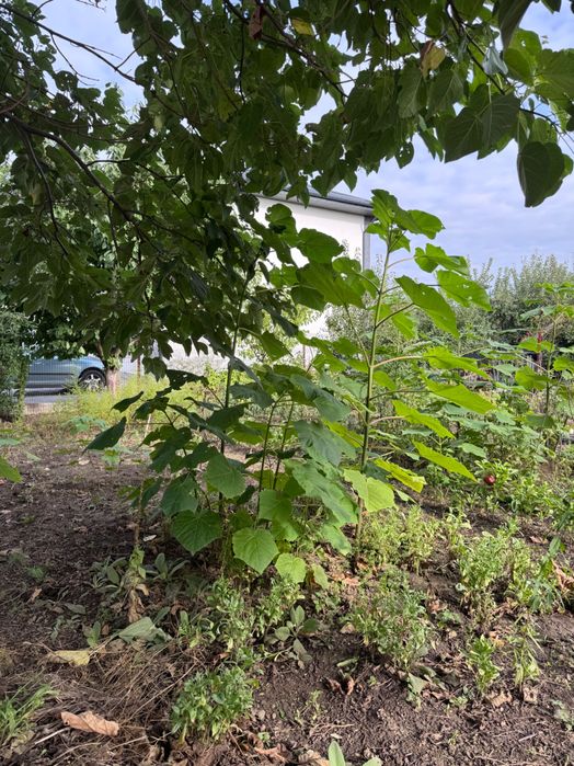 Copaci Pawlonia diferite dimensiuni, de aproape 1 an