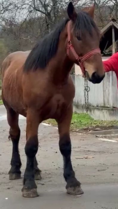 Manz greu de un an și 7 luni