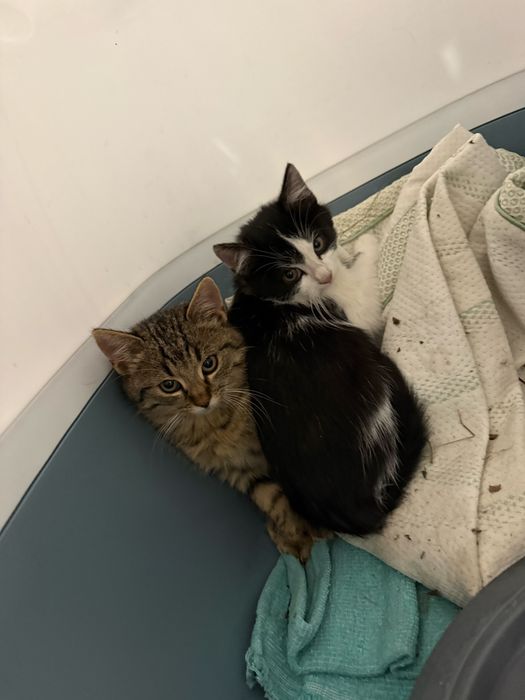 Donez doi motani frati donez iubitorilor de feline