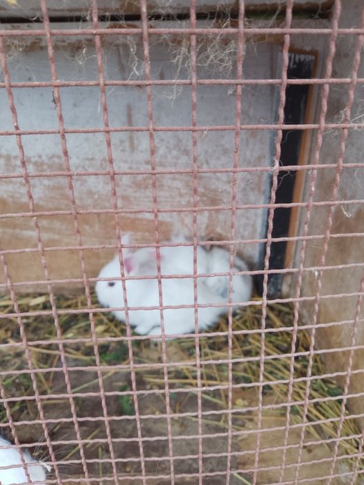 Vănd iepurași cap de leu