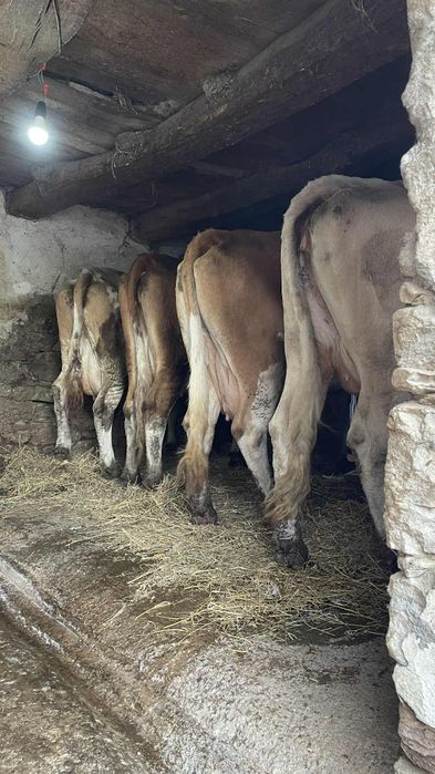Vand 3 vaci baltate românești cu lapte