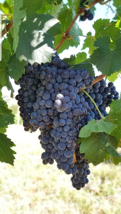 STRUGURI ȘI MUST Merlot 100% Dealu Mare  Rose și Roșu  din 2025 25 Aug