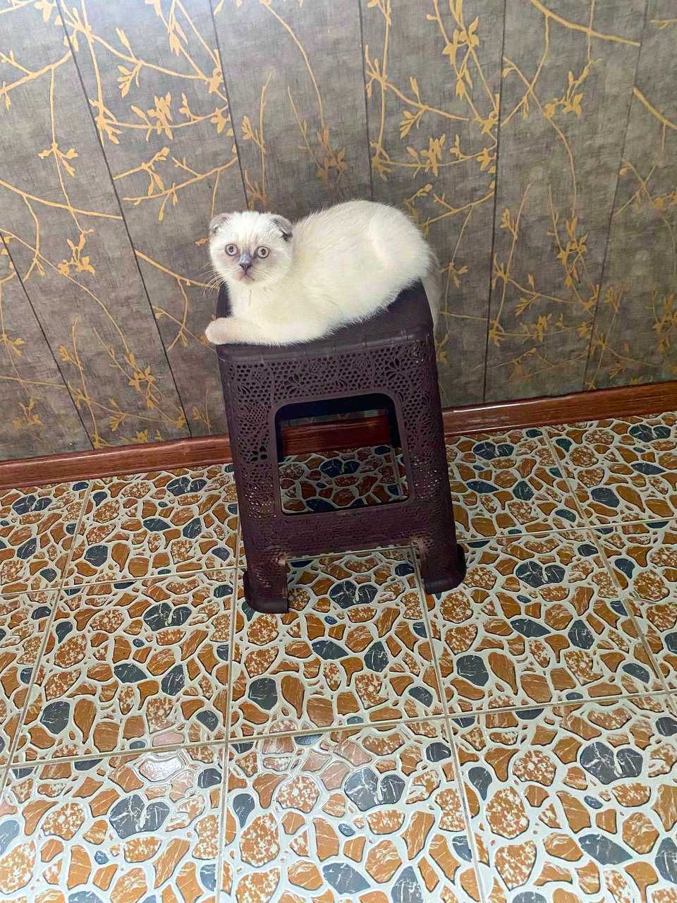 Котёнок, mushukcha