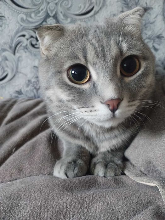 Отдам в добрые руки котика вислаушку