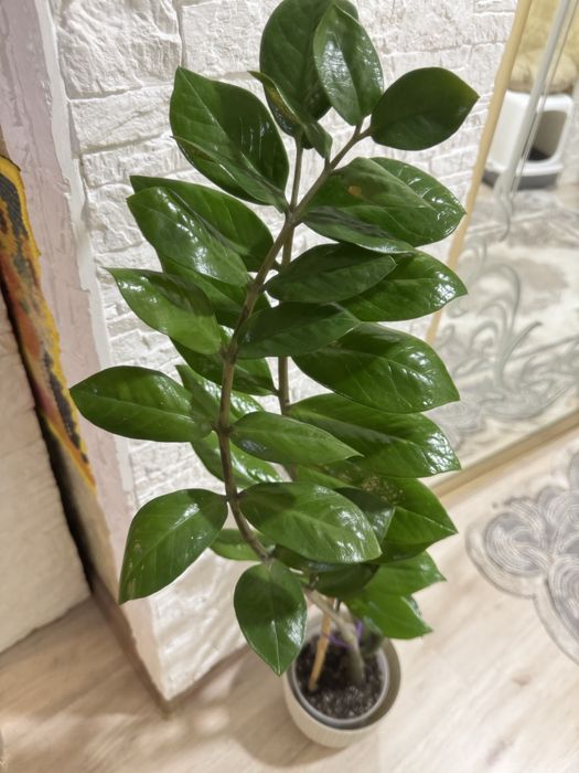 Замиокулькас долларовое дерево