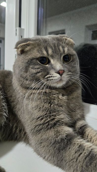 Вязка га ( киз мушук керак)