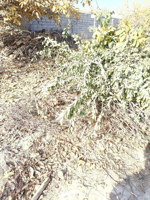 Ôtin sotiladi narxini kelishamiza