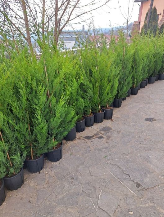 Cupressus leylandii 2.3m - 2.5m/ calite extra/ oferim livrare