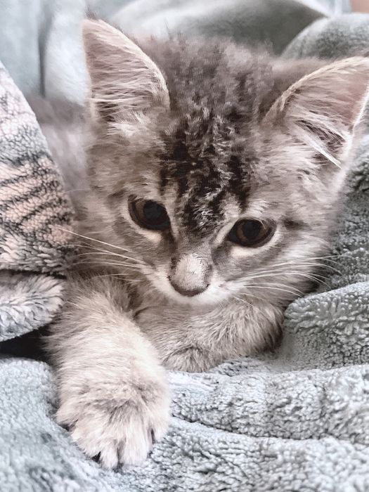 котенок в добрые руки