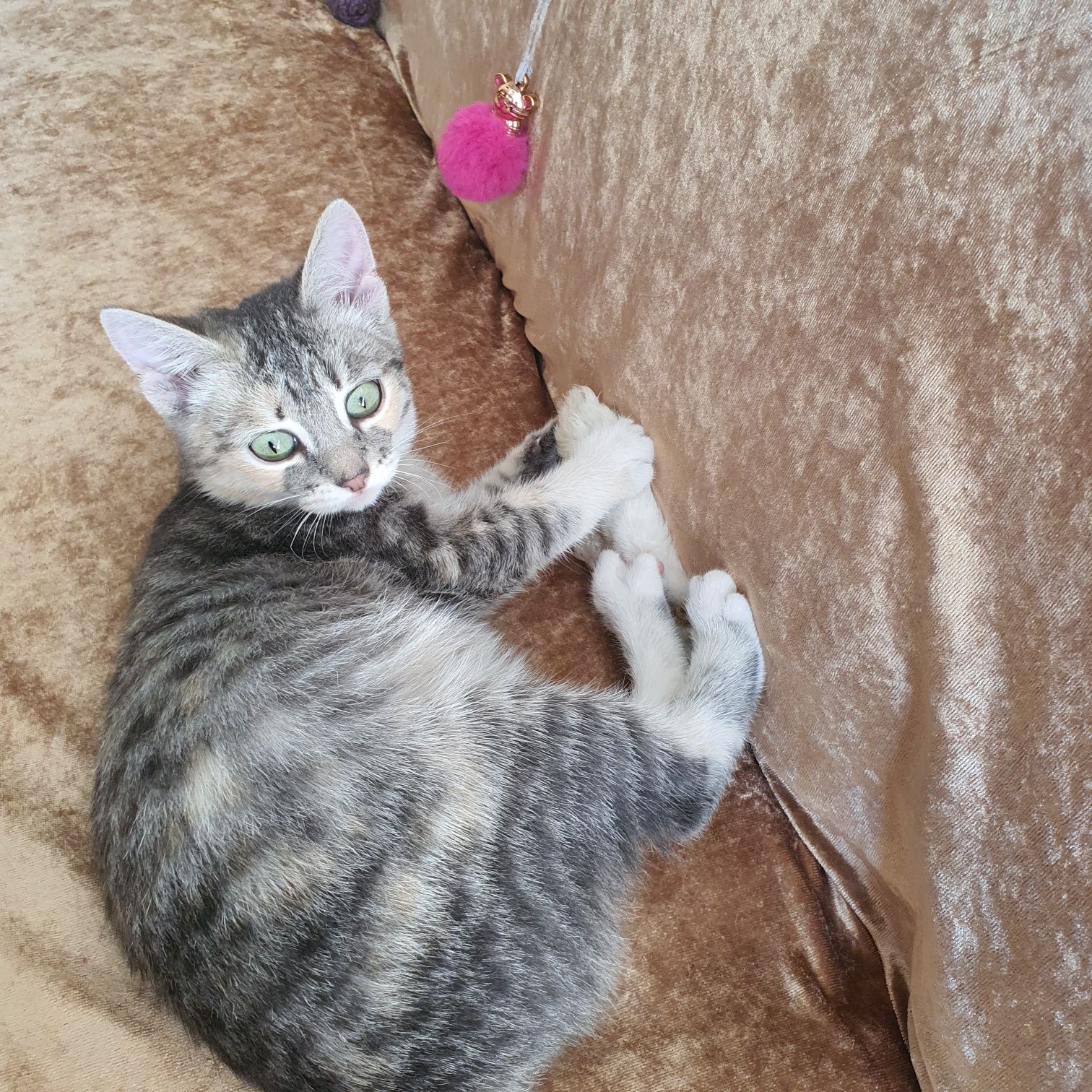 Котенок-девочка,  5 месяцев