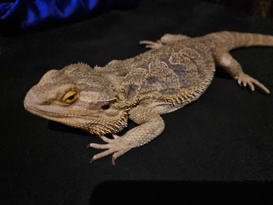 Soparla/Iguana Agama cu Terariu