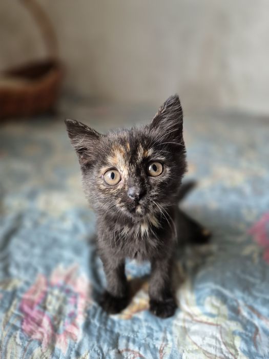 Отдам котят в хорошие руки
