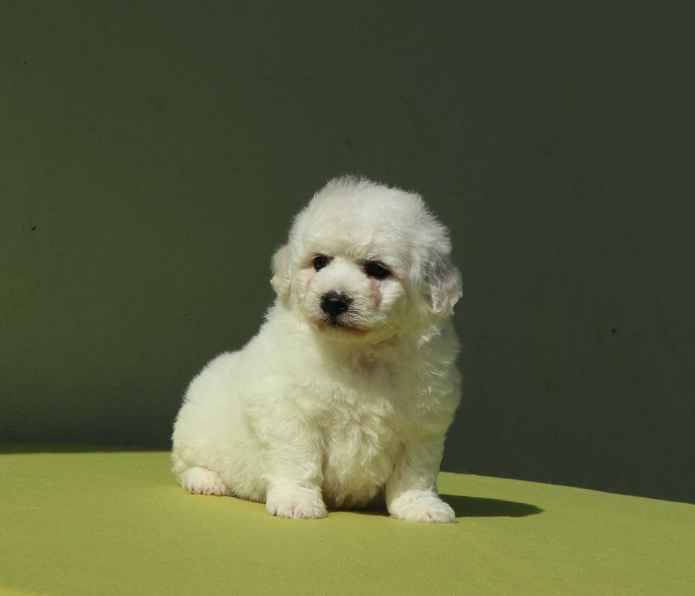 Bichon Fise masc cu pedigree FCI