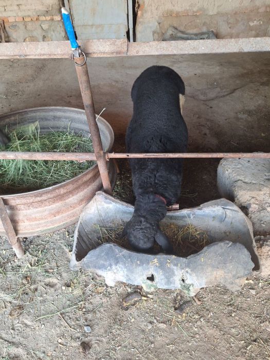 Кучкор Барра сотилади