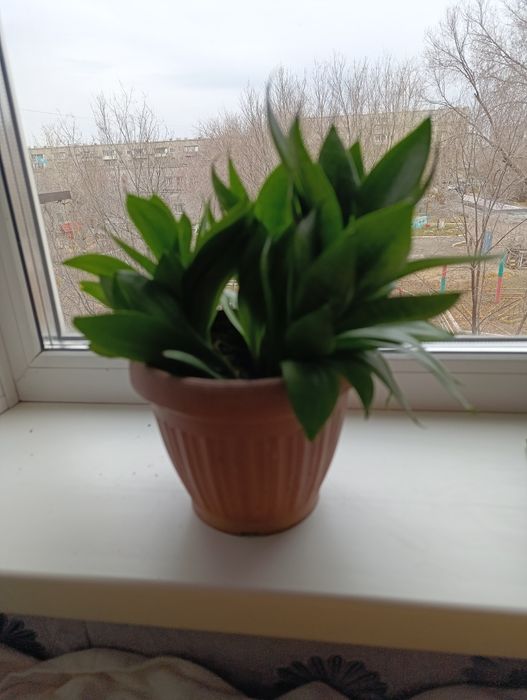 Продам цветок  , 2 - х летний