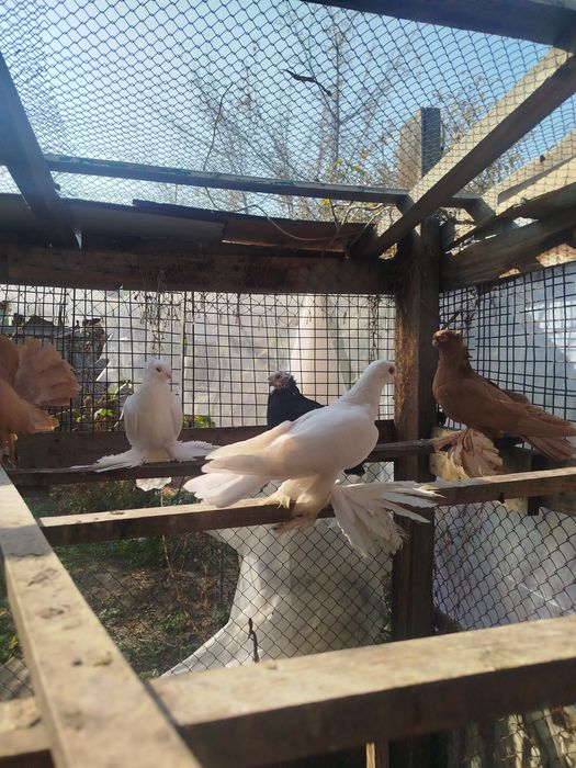 Продам голубеи разных