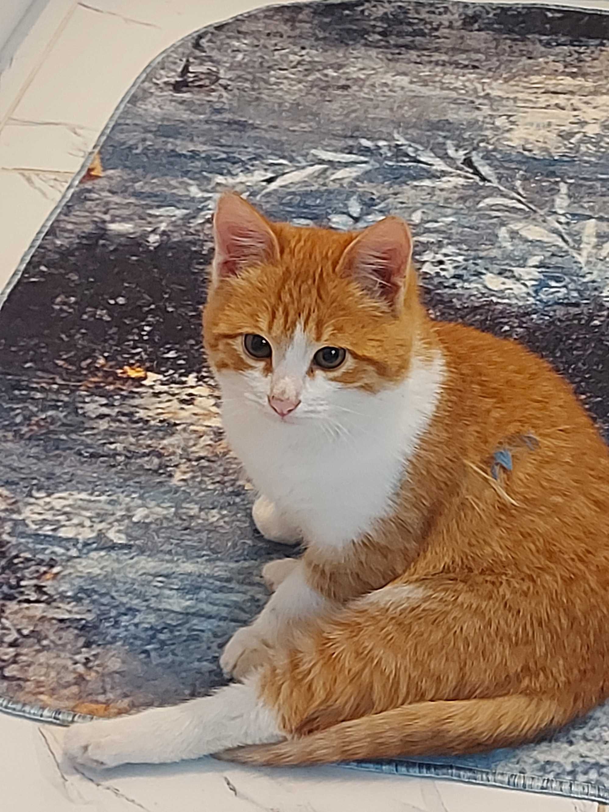 Кот молодой в добрые руки