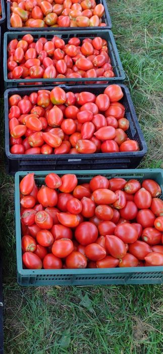 Vând rosii de casă