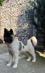 Mascul Akita American