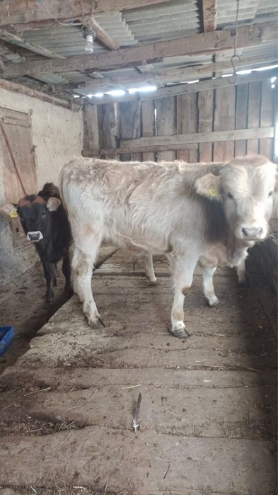 Қоңыр ауылда тұр1 еркек 1 ұрғашы