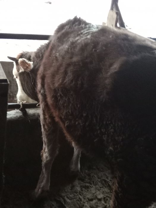 Продам телку 1,5года