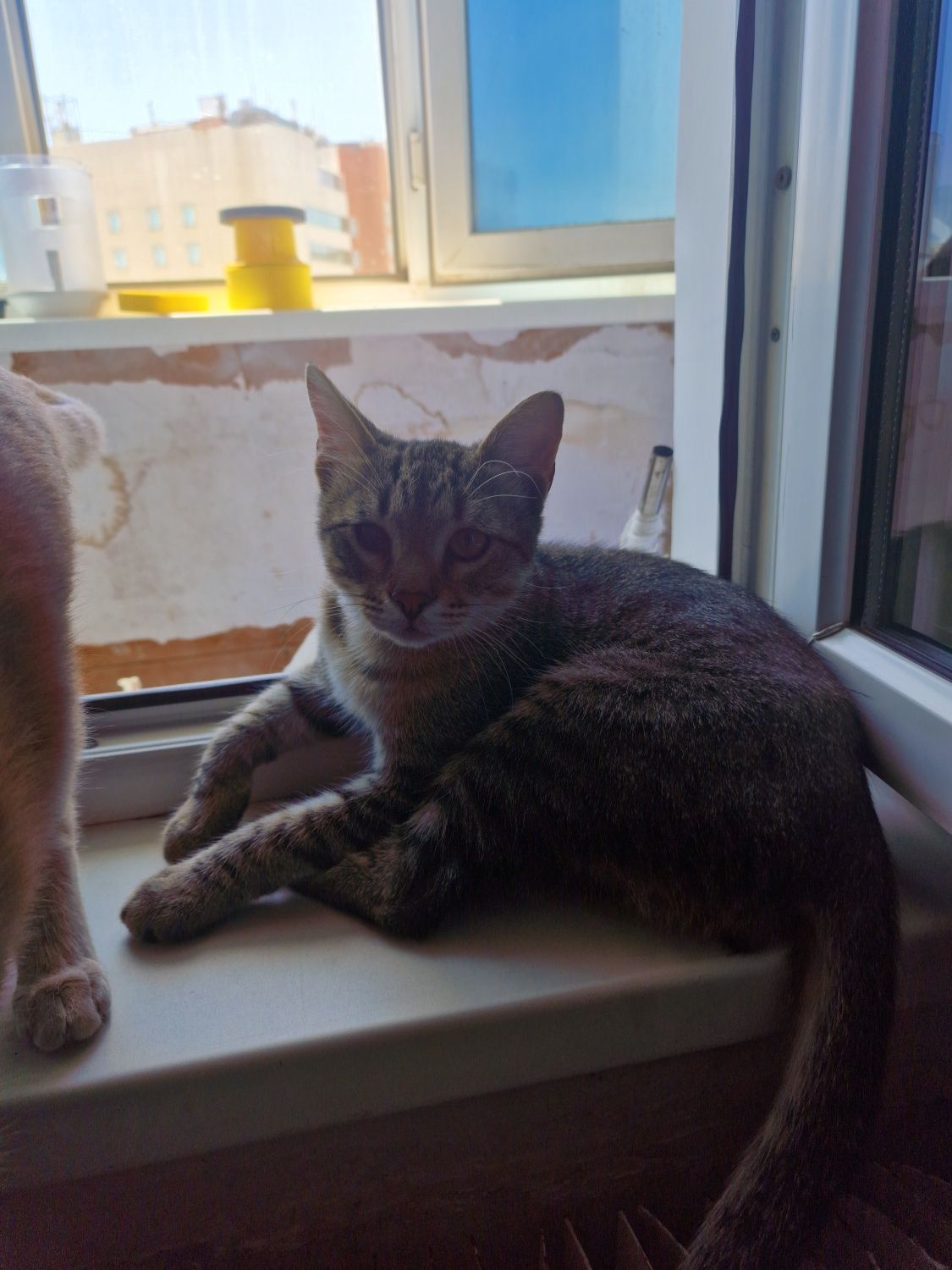 Отдадим кошки, кот, котят