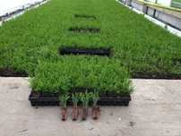 Tuia smarald, thuja smaragd 1,5 ani, tuia brabant gold 2 ani