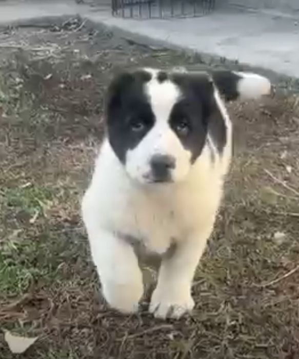 Продам щенка Алабая