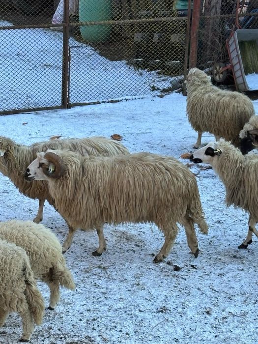 Berbec oachesa de 3 ani  900  Ron sau schimb pe o oaie!