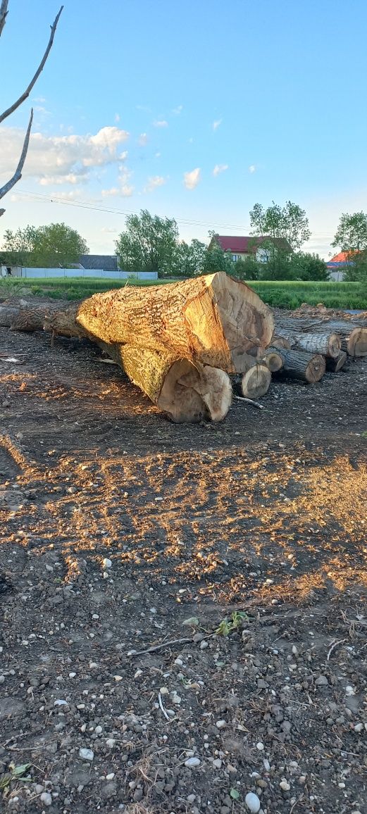 Vând buștean plop