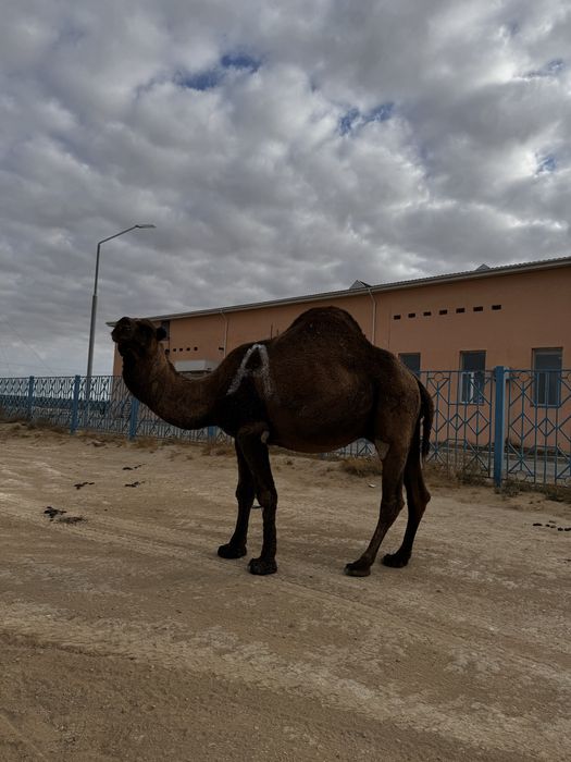Үлек сатылады 11 жасар