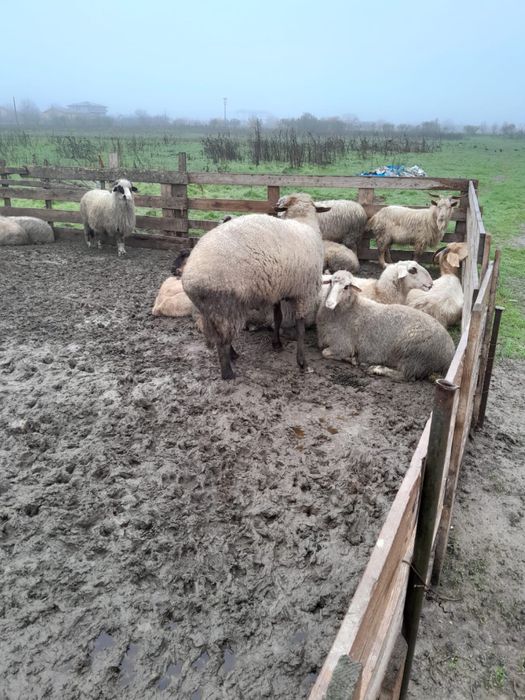 Berbec  tanar de vanzare