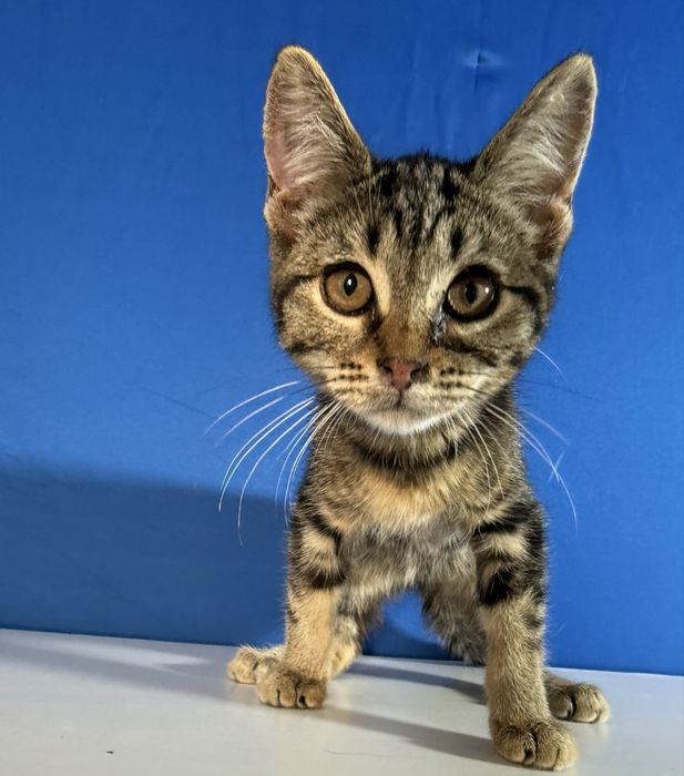 Котенок ищет семью. 5.5 месяцев