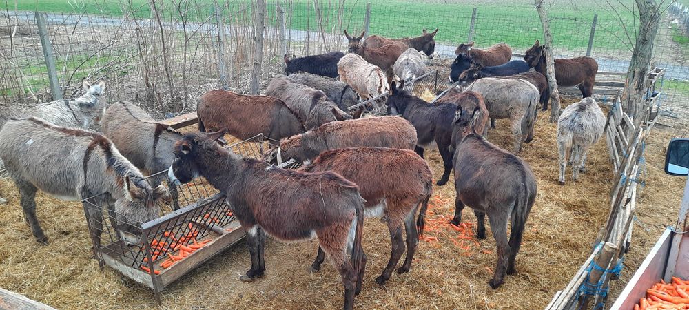 Lapte proaspat magarita