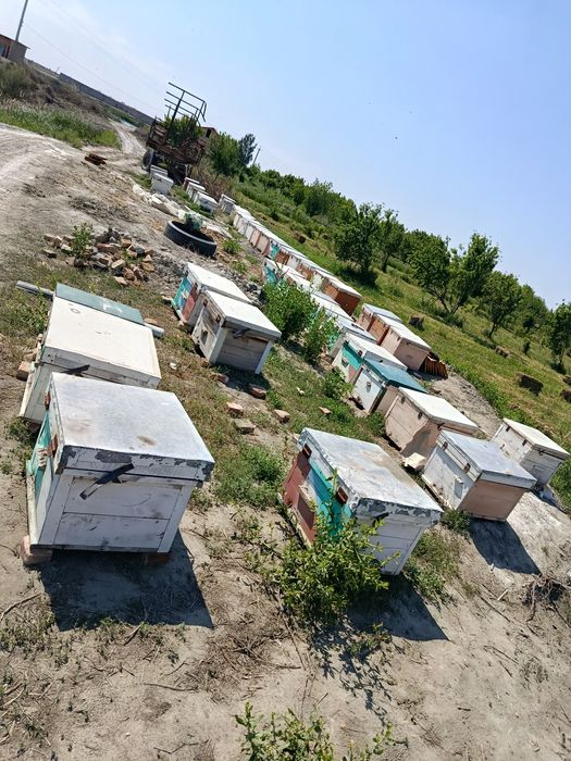 Asal ari oilasi yashiklari bilan