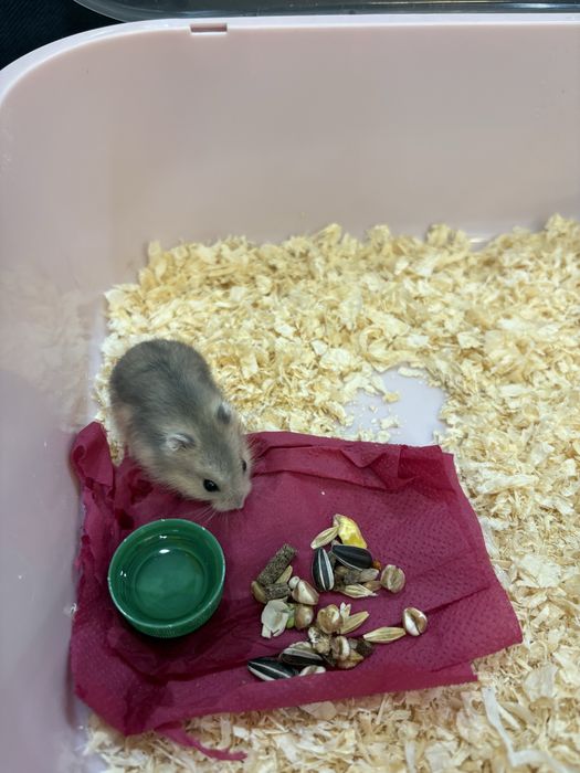 Продам хомяка домашнего