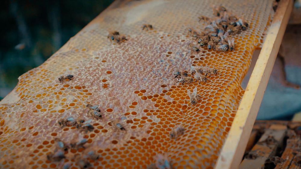 Asal arilar oilasi sotiladi kelishilngan narxda savdolashamiz ajoyib n