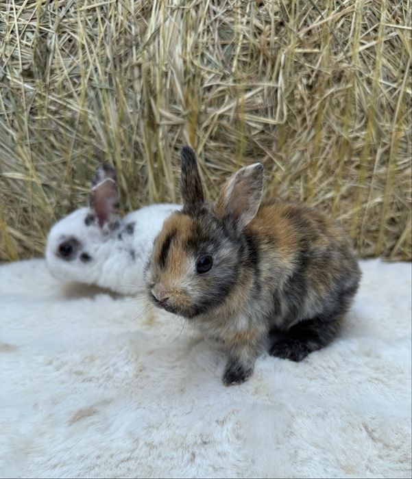 Vand iepuri rex pitic