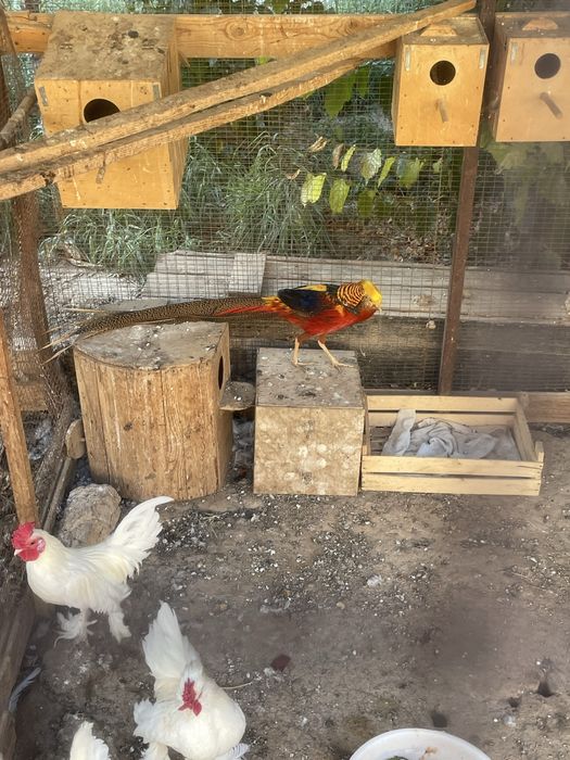 Фазан индийский, залатой