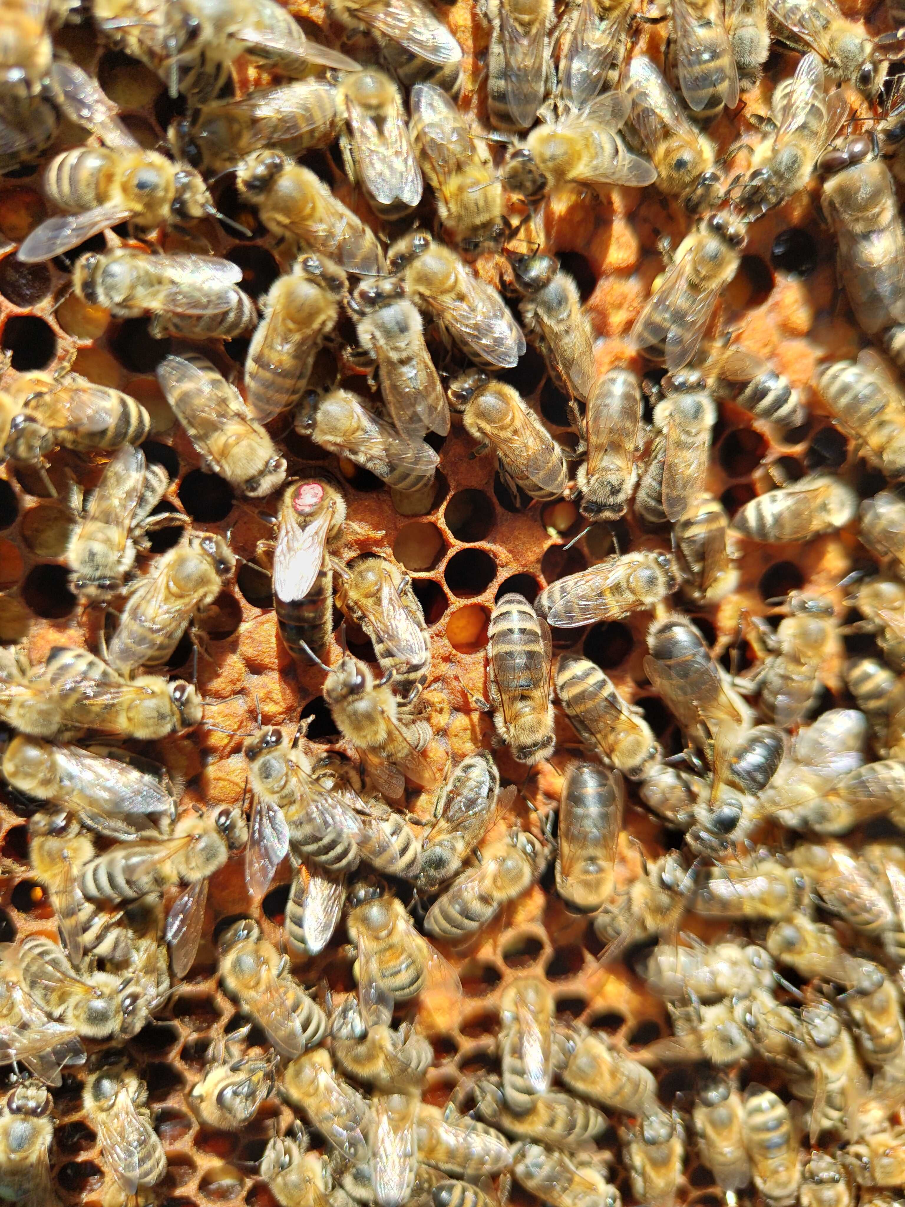 Vand 30 stupi, familii de albine pentru cules