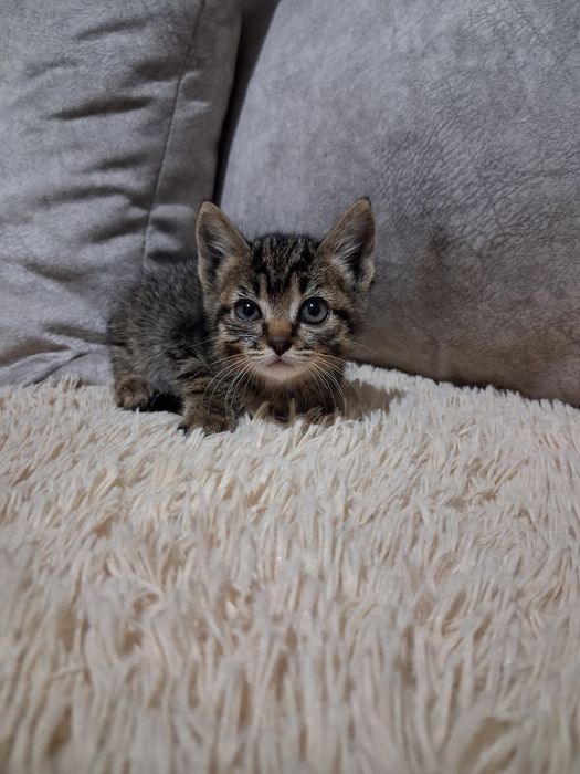 Котята были найдены на улице..помогите приютить