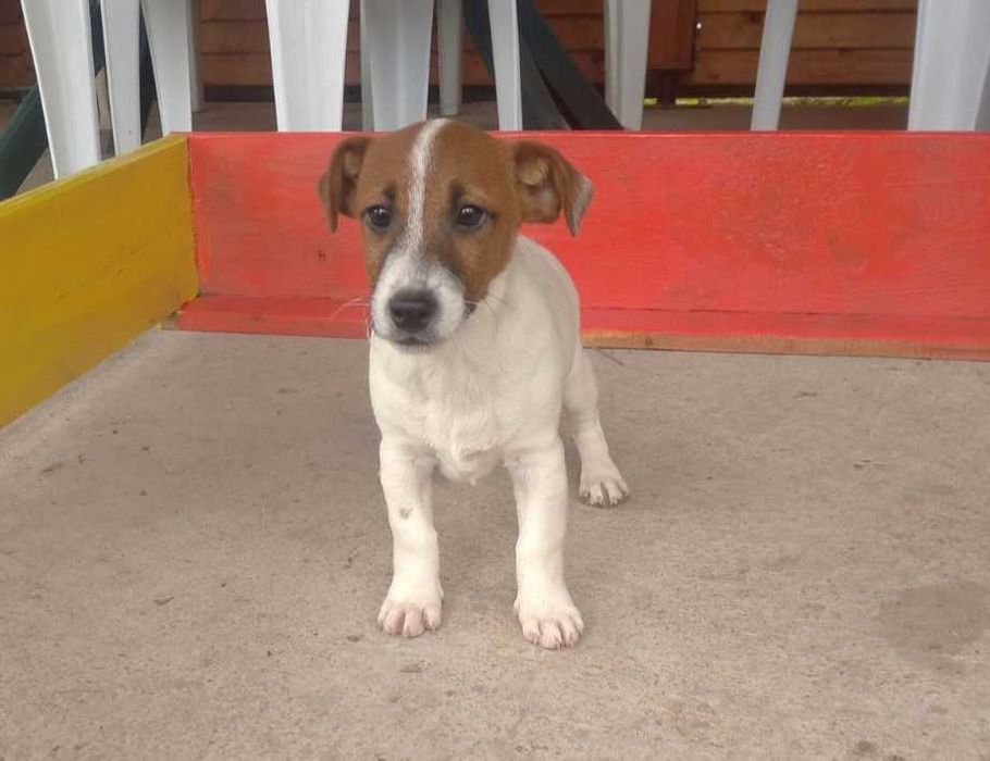 Джак Ръсел териер