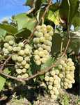 Fraga alba struguri