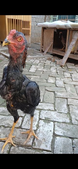 Дакан жужалар сотилади.