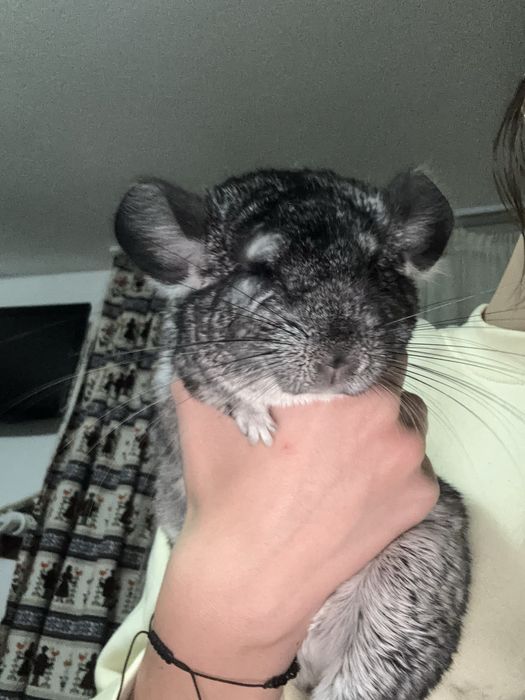 Chinchilla cu tot cu cusca