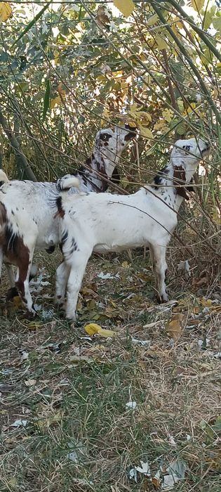 Битал така сотилади