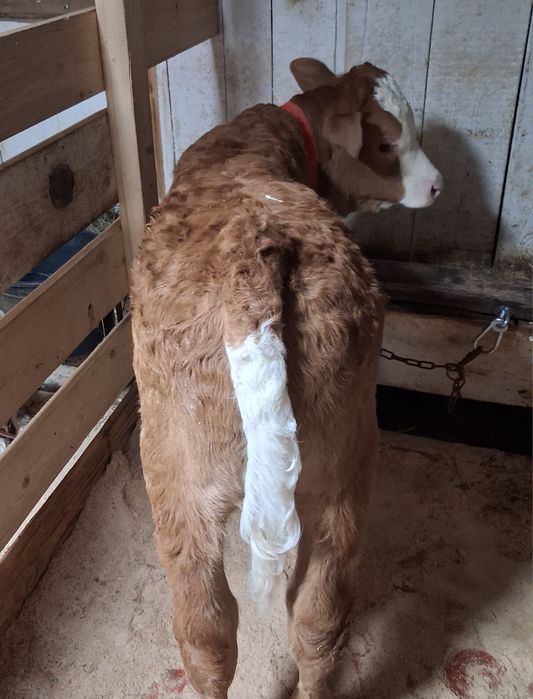 De vânzare tauras baltat