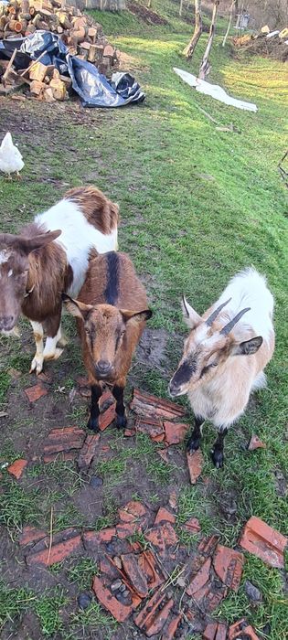 Vand 3 capre una gestanta si doua iede de anul asta.