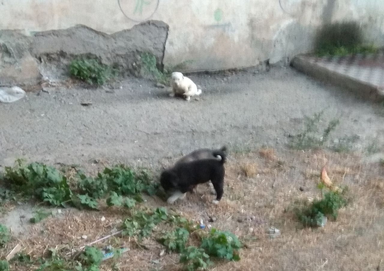 Бесплатно щенята в добрые руки