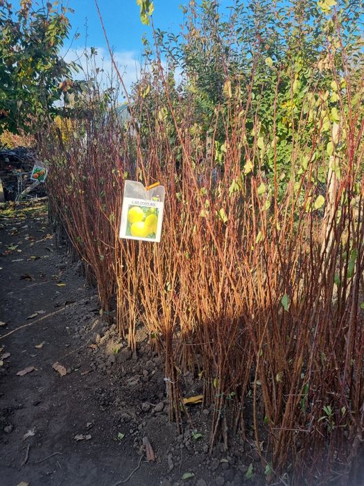 Pomi fructiferi altoiti